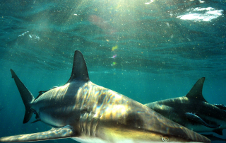 Adopting A Shark